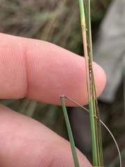 Schizachyrium tenerum