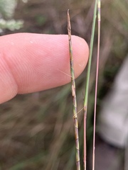 Schizachyrium tenerum