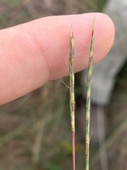 Schizachyrium tenerum
