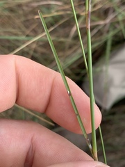 Schizachyrium tenerum