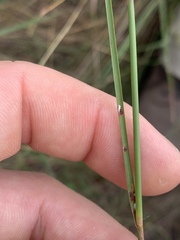 Schizachyrium tenerum