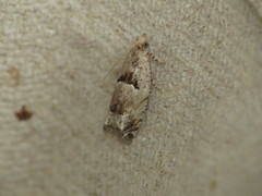 Epinotia ramella