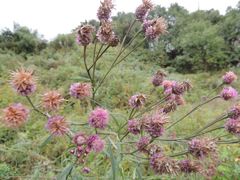 Saussurea odontolepis