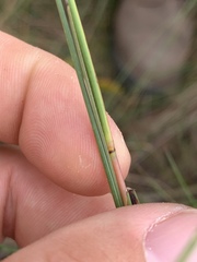 Schizachyrium tenerum