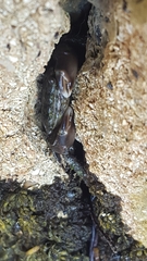 Pachygrapsus