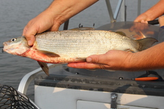 Coregonus clupeaformis