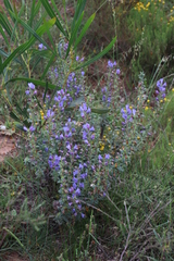 Lobostemon argenteus