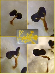 Physarum polycephalum