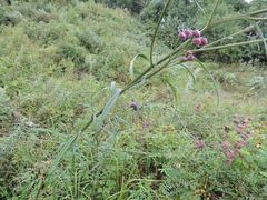 Saussurea odontolepis