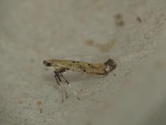 Caloptilia populetorum