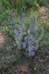 Lobostemon argenteus