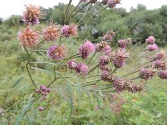 Saussurea odontolepis