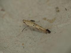 Caloptilia populetorum