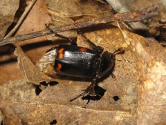 Nicrophorus pustulatus
