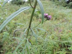 Saussurea odontolepis