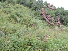 Saussurea odontolepis