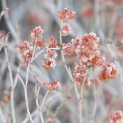 Eriogonum polycladon