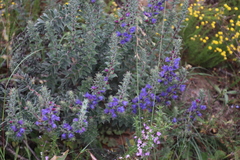 Lobostemon argenteus