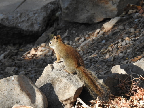 Tamiasciurus fremonti