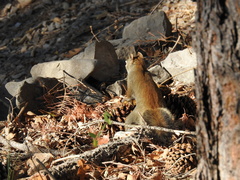 Tamiasciurus fremonti lychnuchus
