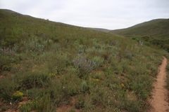 Lobostemon argenteus