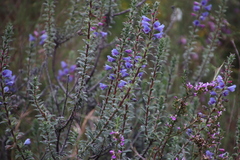 Lobostemon argenteus