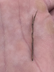 Schizachyrium tenerum