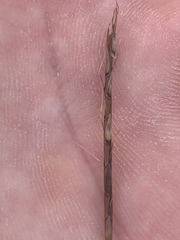 Schizachyrium tenerum