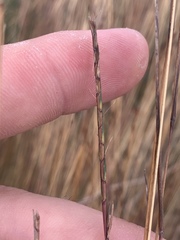 Schizachyrium tenerum