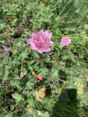 Astrantia maxima