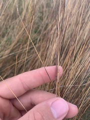 Schizachyrium tenerum