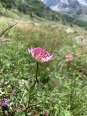 Astrantia maxima