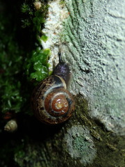 Fruticicola fruticum