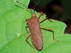 Anasa bellator