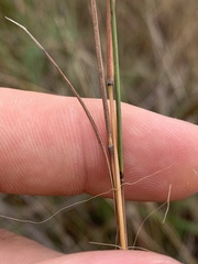 Schizachyrium tenerum
