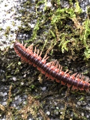 Pseudopolydesmus canadensis