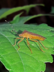 Anasa bellator