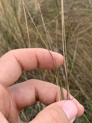 Schizachyrium tenerum
