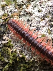 Pseudopolydesmus canadensis