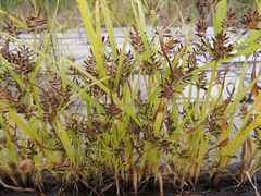 Cyperus orthostachyus
