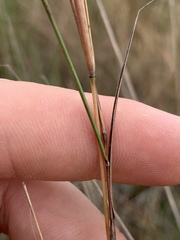 Schizachyrium tenerum