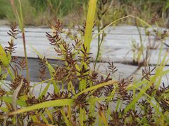 Cyperus orthostachyus