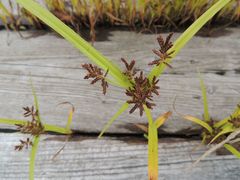 Cyperus orthostachyus