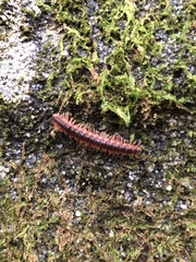 Pseudopolydesmus canadensis