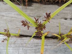 Cyperus orthostachyus