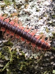 Pseudopolydesmus canadensis