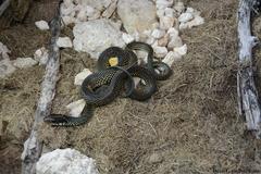 Drymobius margaritiferus margaritiferus