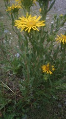 Grindelia greenmanii
