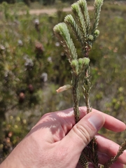 Erica viscaria pendula
