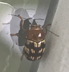 Cryptocephalus badius